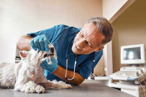 Best Same-Day Emergency Dental Services in Esko, MN